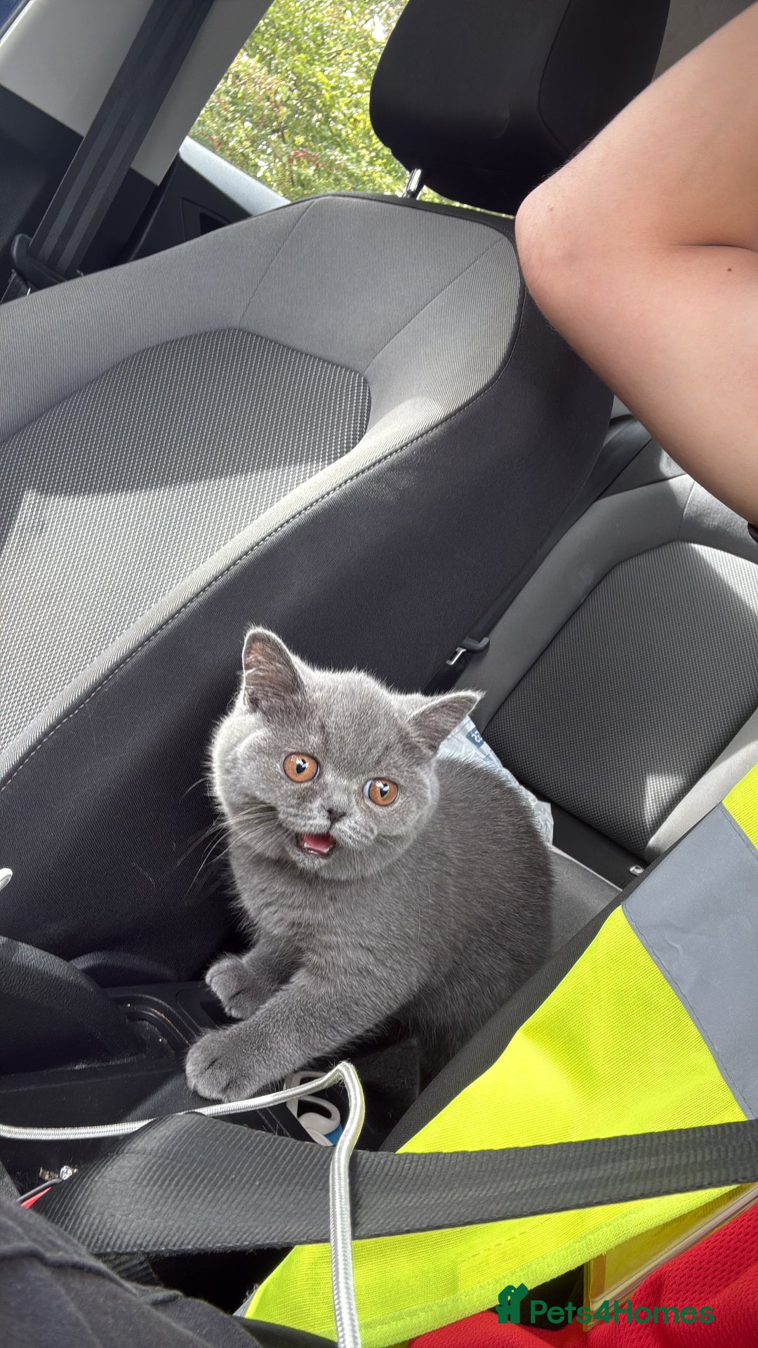 British Shorthair cats for sale: Female british shorthair - Image 4