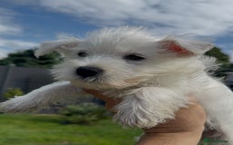 West Highland Terrier dogs for sale: West Highland Terriers show bloodlines - Image 5