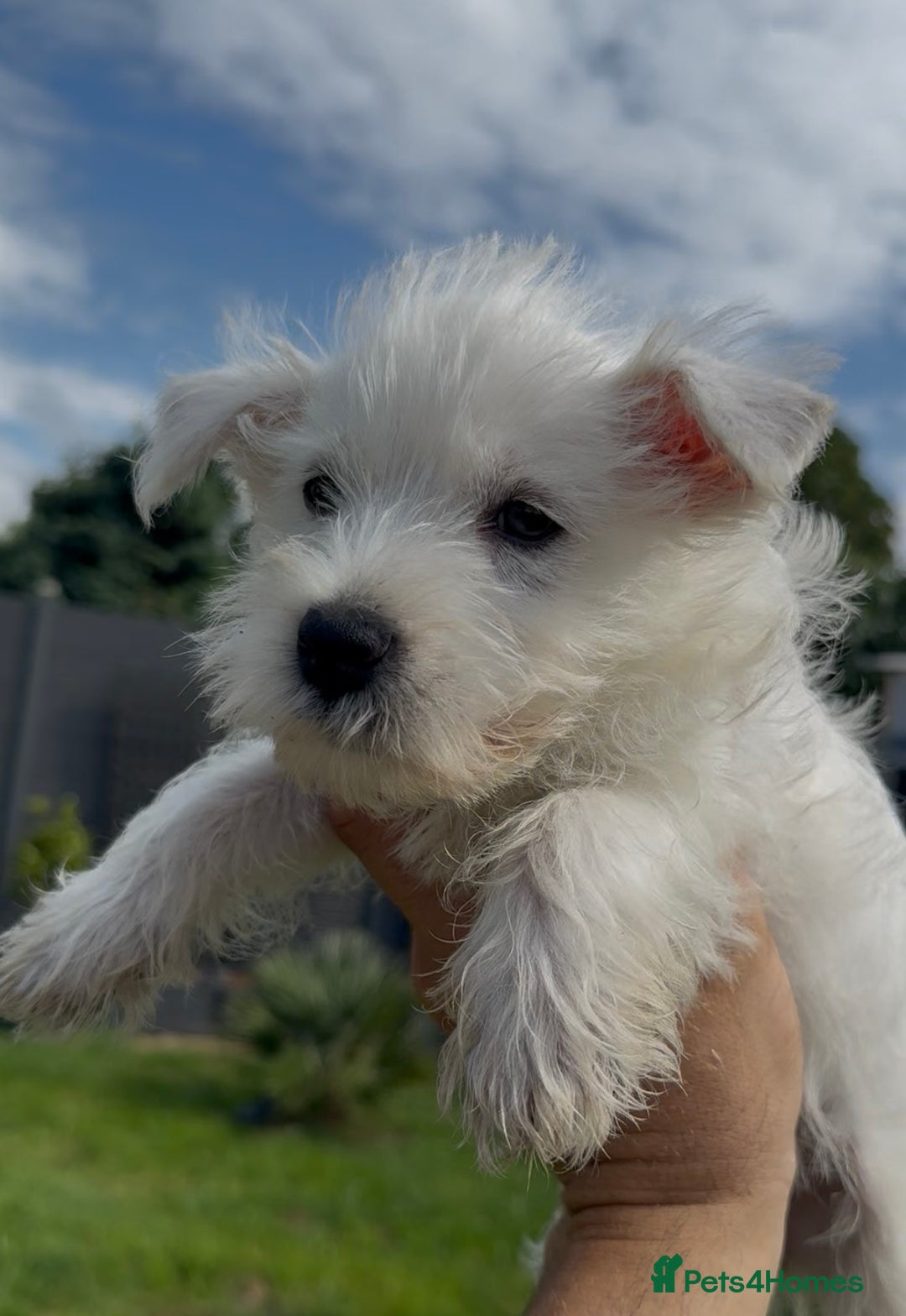 West Highland Terrier dogs for sale: West Highland Terriers show bloodlines - Image 5