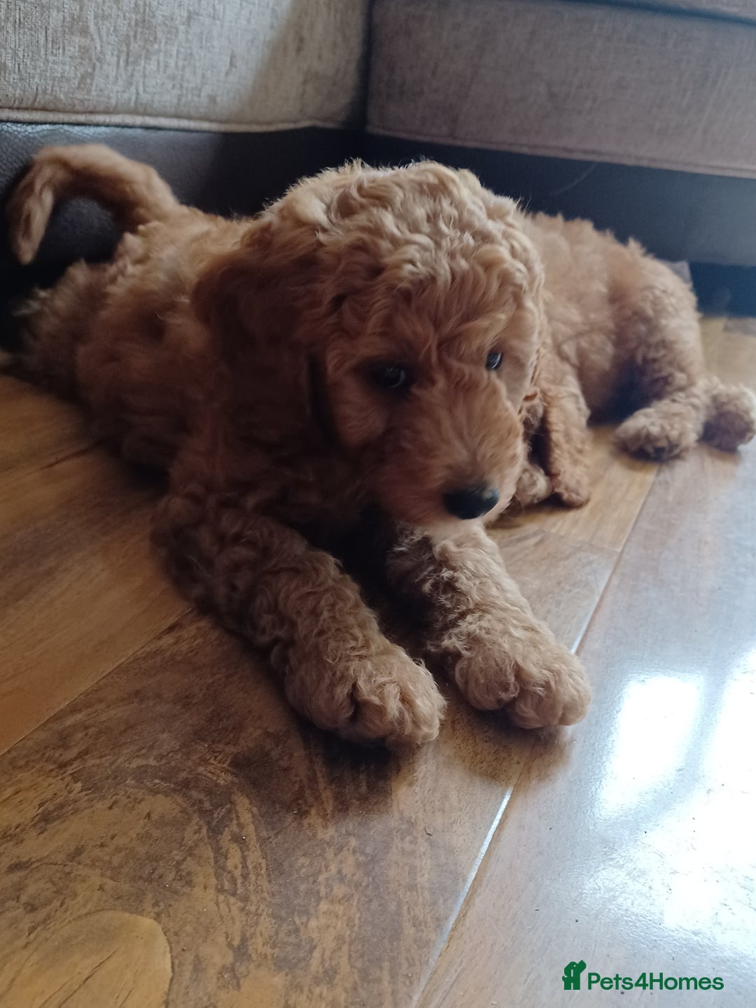 Labradoodle dogs for sale: F3b Miniature labradoodle 1 boy remaining 💚 - Image 3