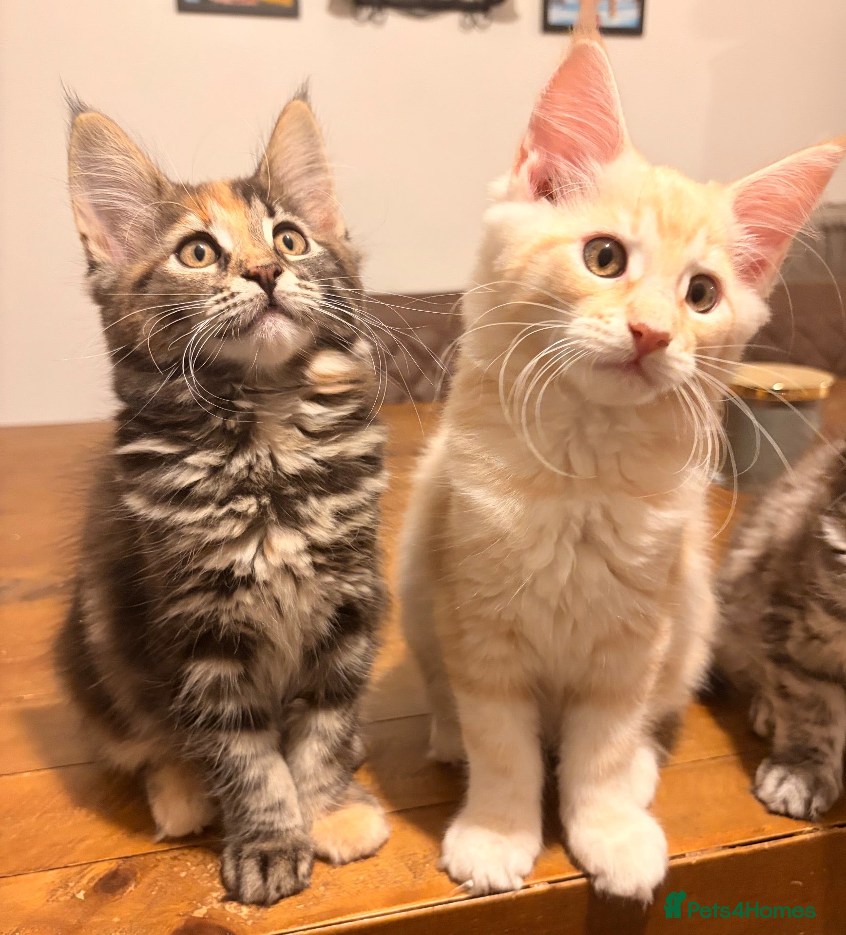Maine Coon cats Maine coon kittens ready now, 1girl 1boy left  - Advert 2