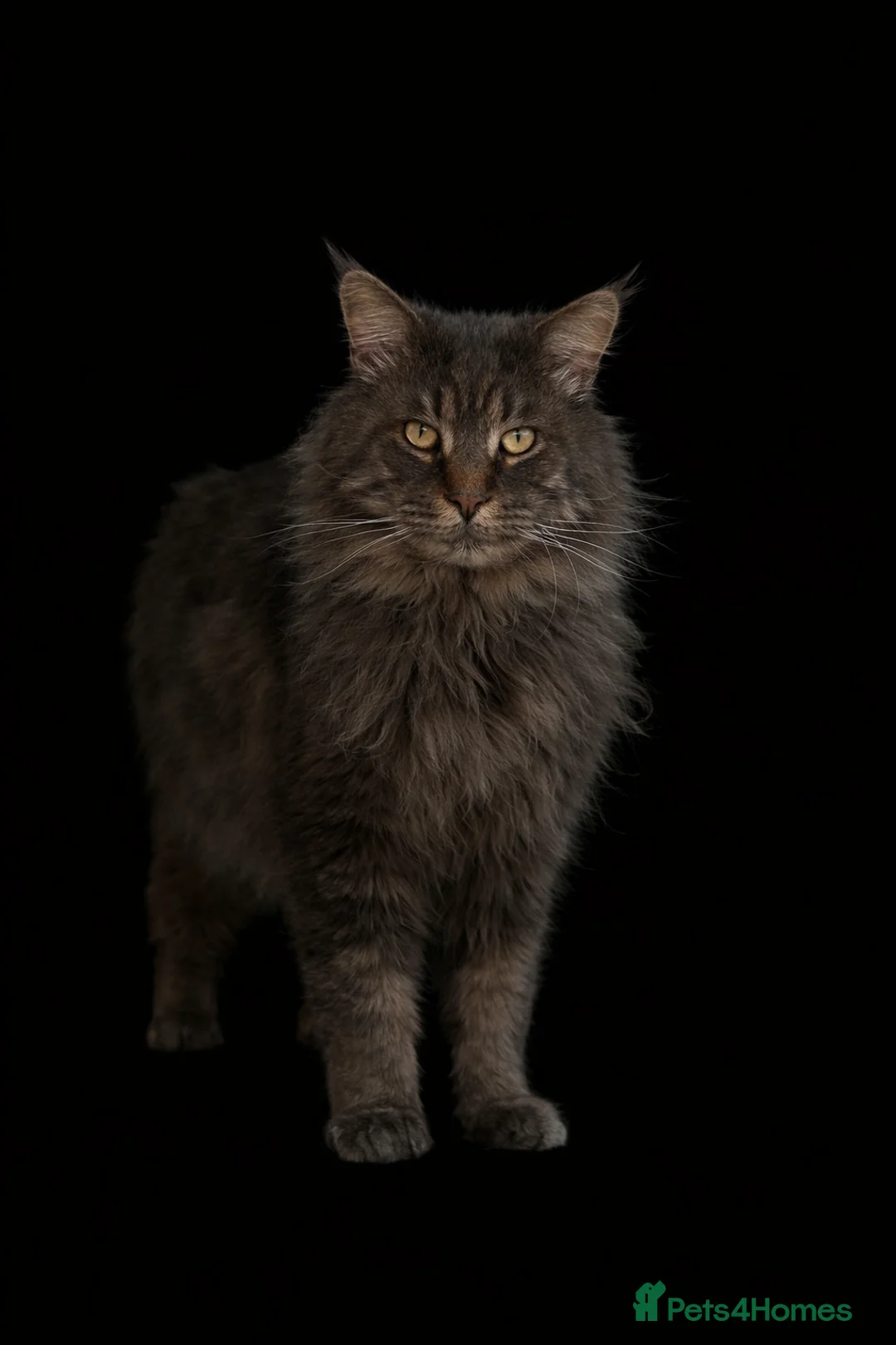 Maine Coon cats for stud: TICA Active Champion male STUD - Advert 1