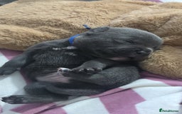 Staffordshire Bull Terrier dogs for sale: Staffordshire bull terrier  - Advert 13