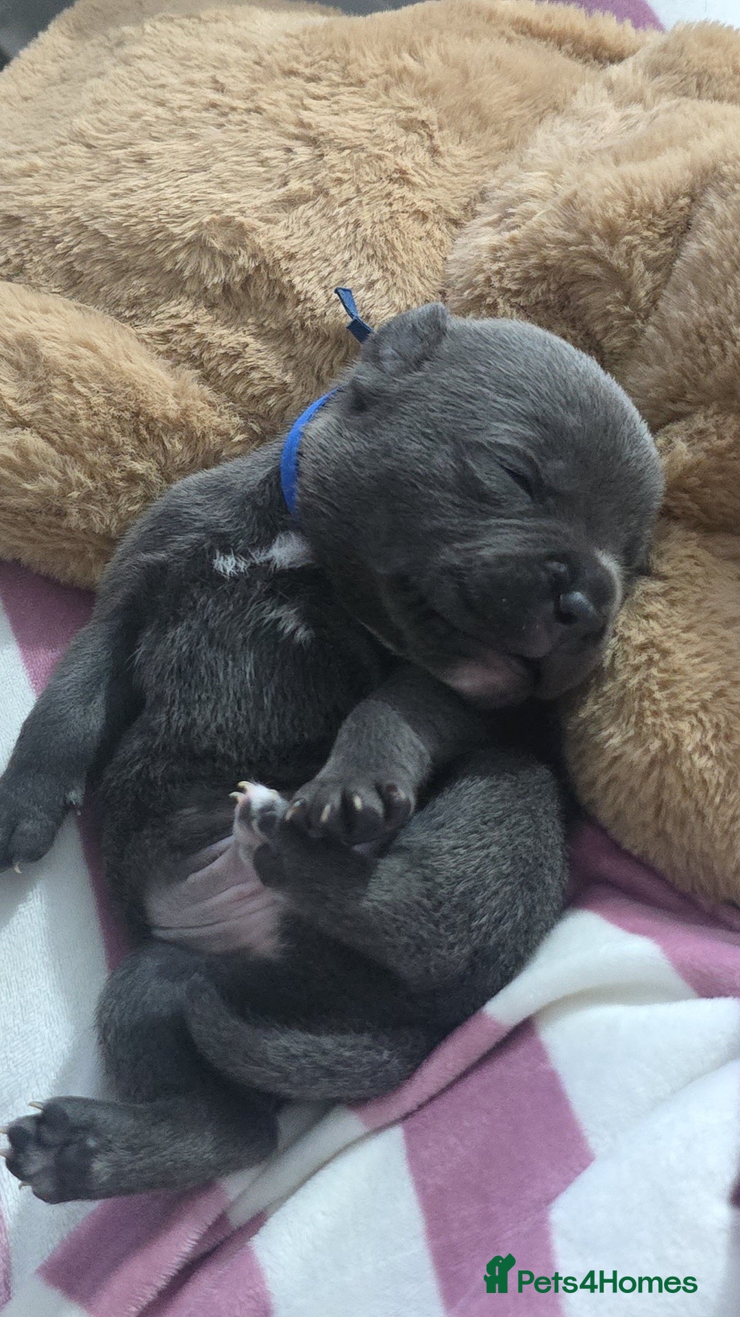 Staffordshire Bull Terrier dogs for sale: Staffordshire bull terrier  - Advert 13