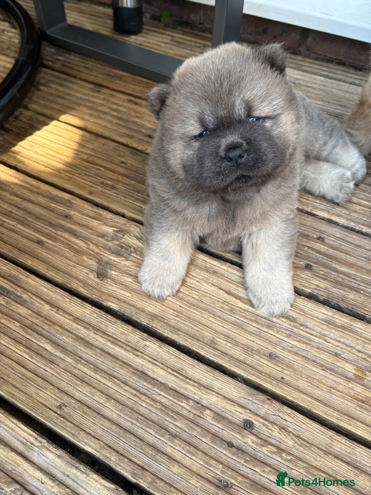Chow Chow dogs 🧸🐾 Beautiful Chow Chow puppies 🐾🧸 - Advert 2