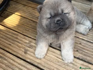 Chow Chow dogs 🧸🐾 Beautiful Chow Chow puppies 🐾🧸 - Advert 2