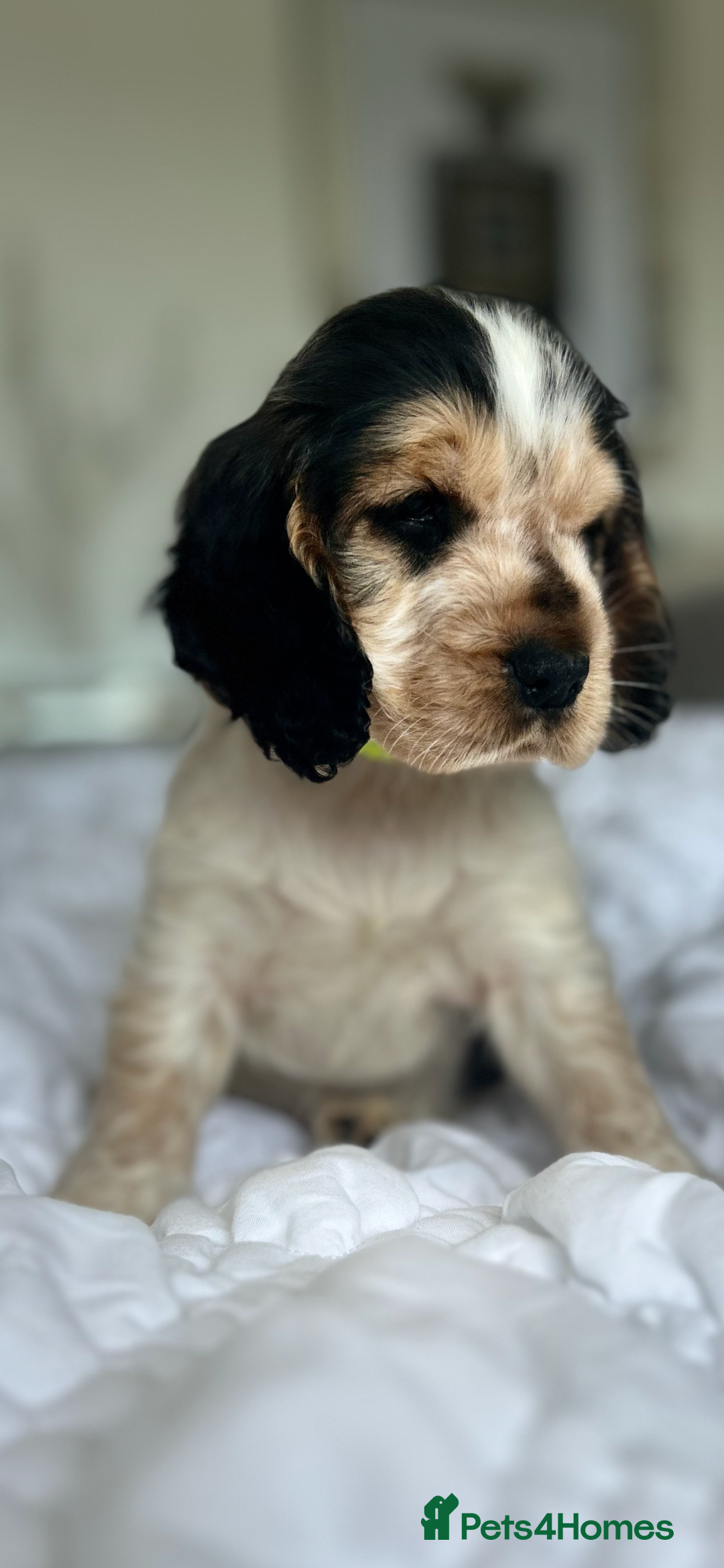 Cocker Spaniel dogs for sale: OUTSTANDING KC REG SHOW COCKER SPANIEL PUPPIES  - Image 7