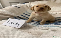 Labrador Retriever dogs for sale: Pure breed Labrador Retrievers puppies  - Image 5