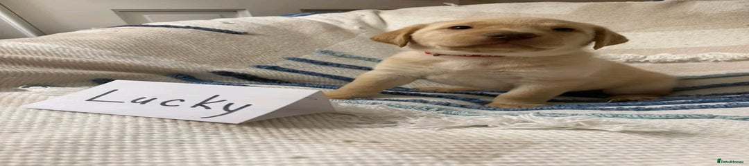 Labrador Retriever Puppy 2