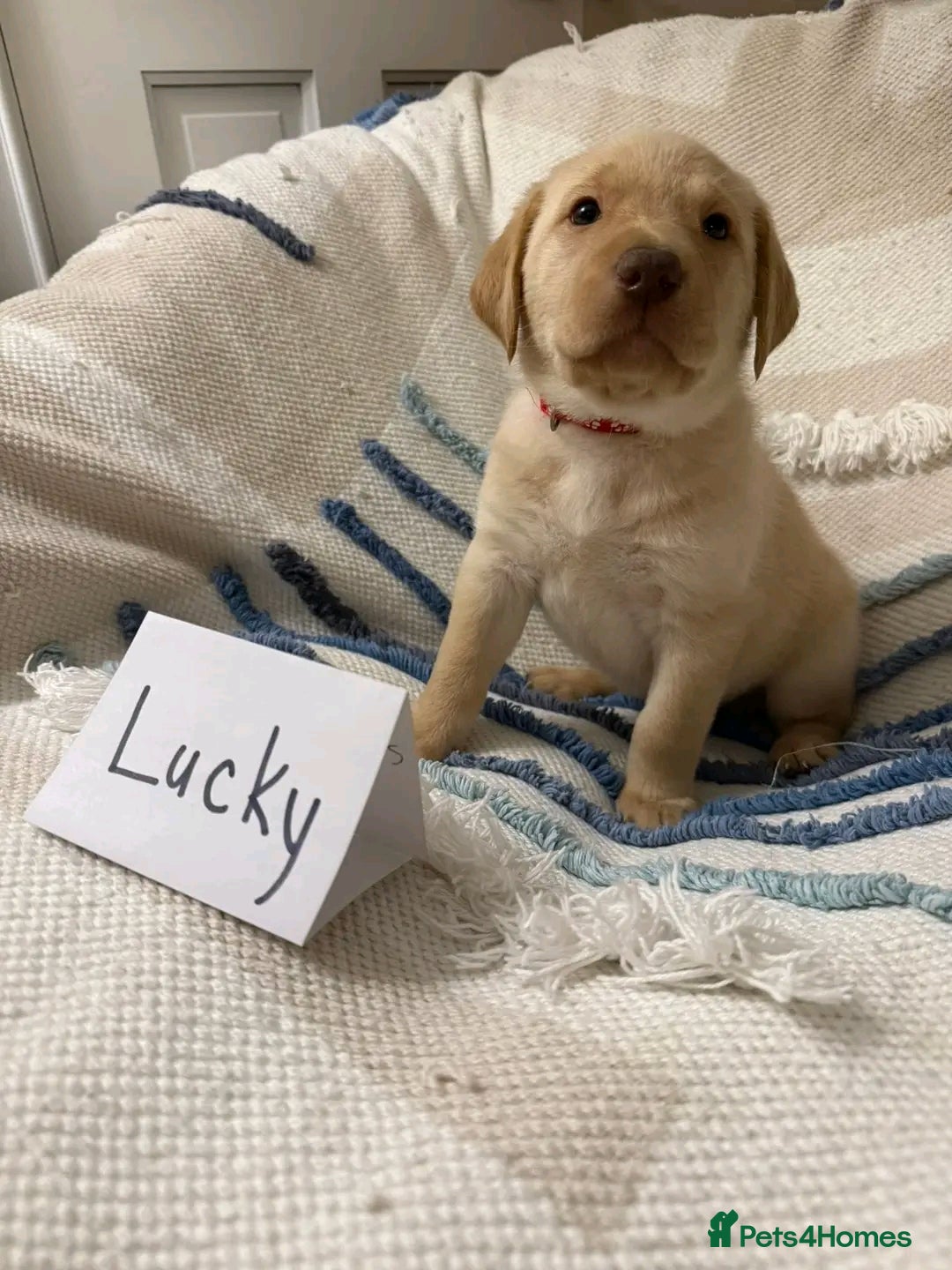 Labrador Retriever dogs for sale: Pure breed Labrador Retrievers puppies  - Image 5