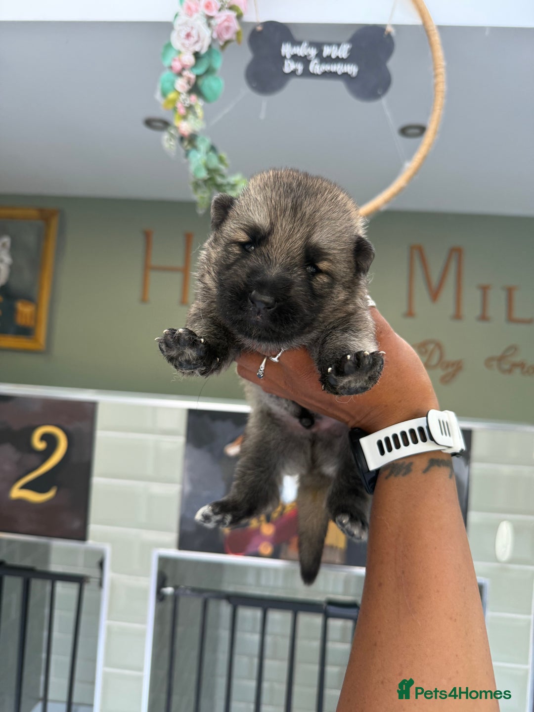 German Shepherd dogs for sale: ❤️KC health tested unique gsd babies 🩷 - Image 2