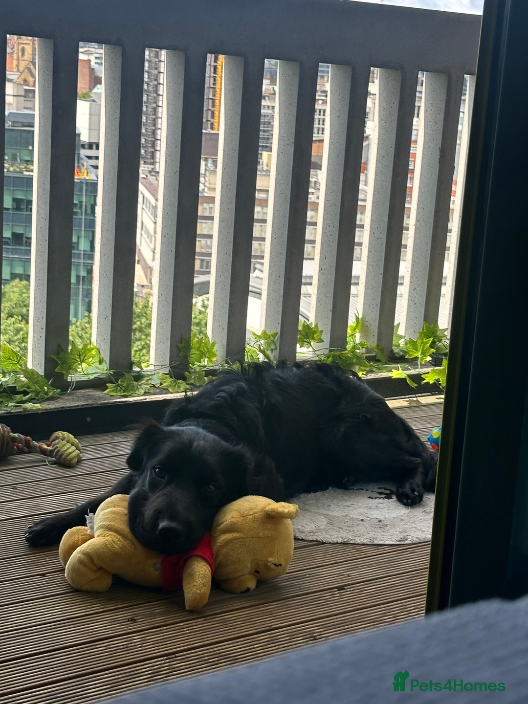 Mixed Breed dogs for sale: Ashly needs a new home asap! 🫶 - Advert 9