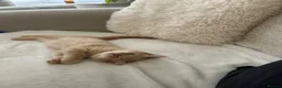 Mixed Breed cats for sale: half persian kittens - Advert 7