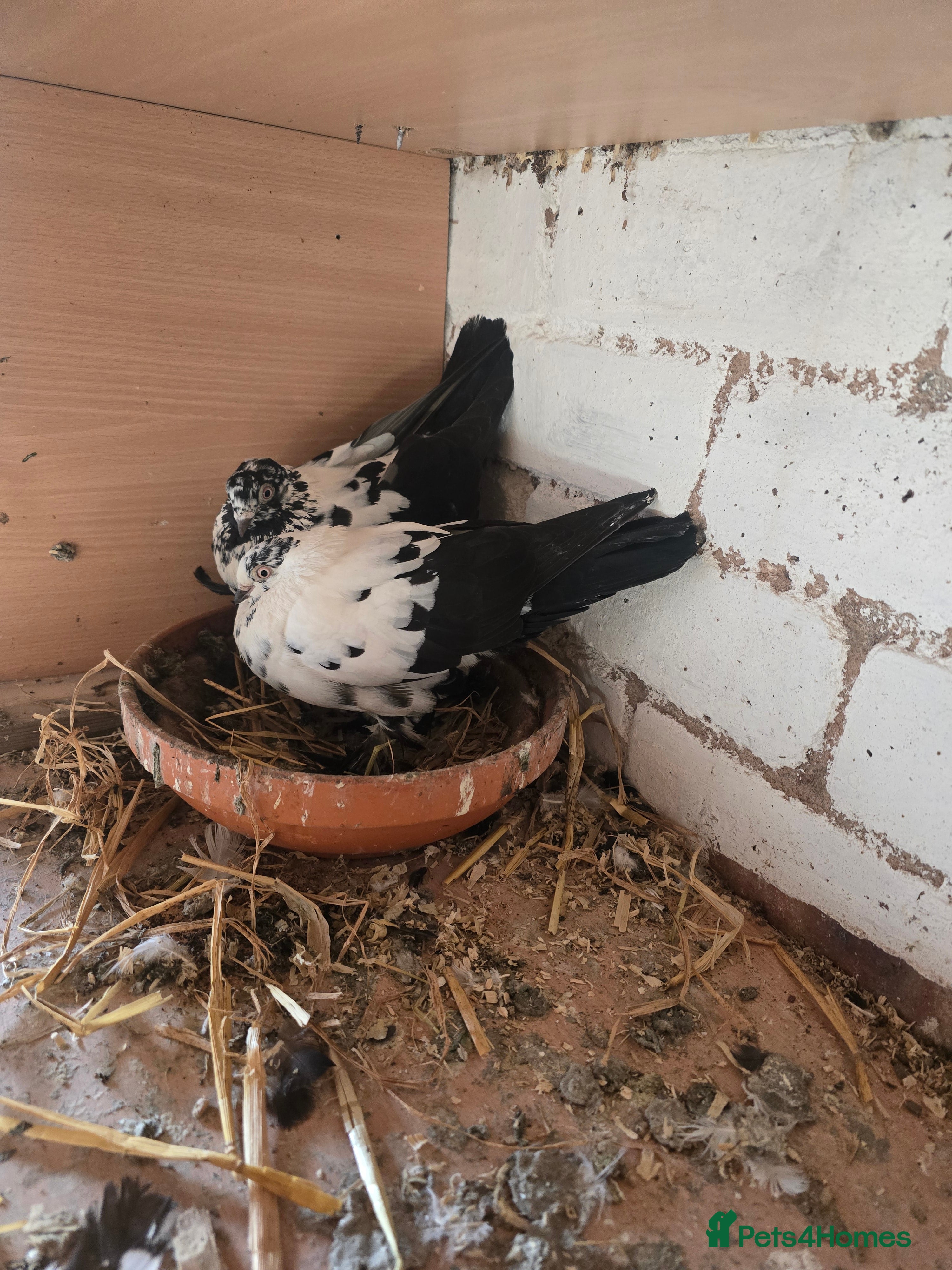 Pigeons birds Doves - Advert 15