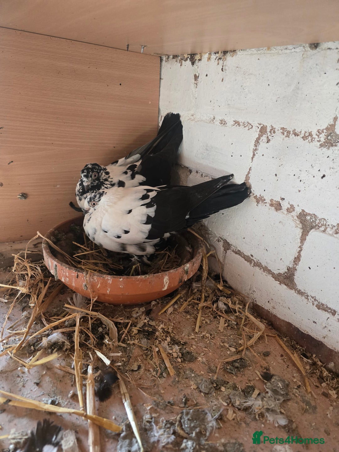 Pigeons birds for sale: Doves - Advert 1