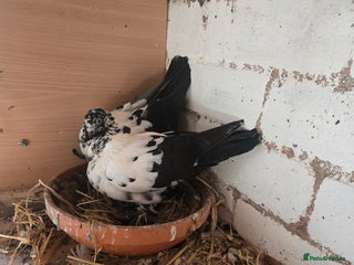 Pigeons birds Doves - Advert 11