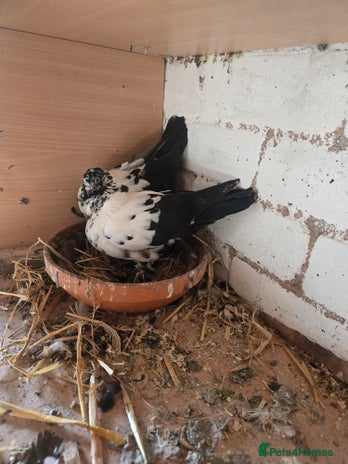 Pigeons birds Doves - Advert 1