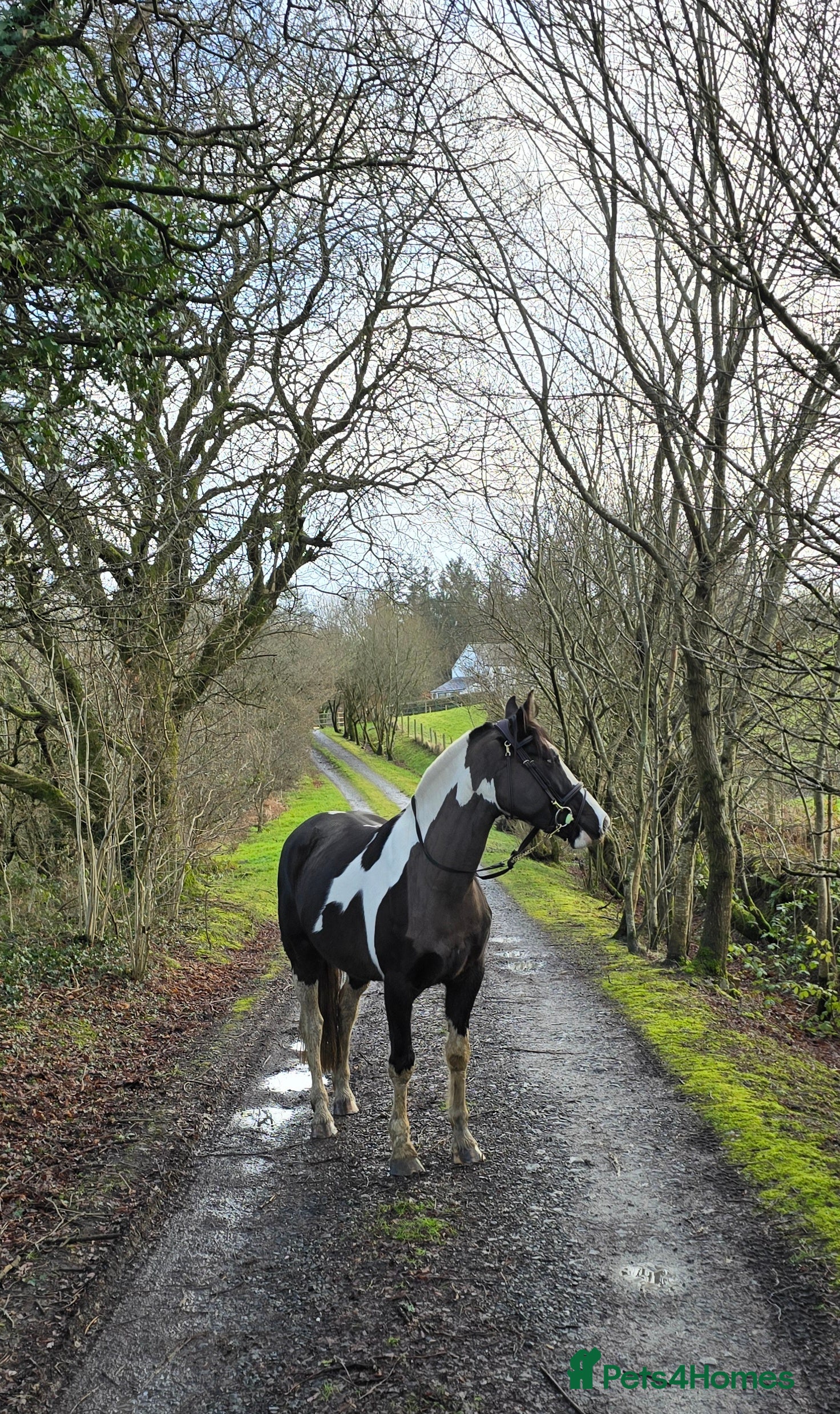 Irish Sports horses Looking for your next hunter? in Aberystwyth - Advert 5