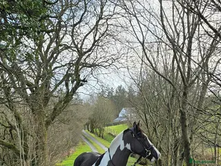 Irish Sports horses Looking for your next hunter? in Aberystwyth - Advert 5