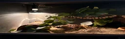Bearded Dragon reptiles for sale: Bearded dragon full set up in Swadlincote - Advert 2