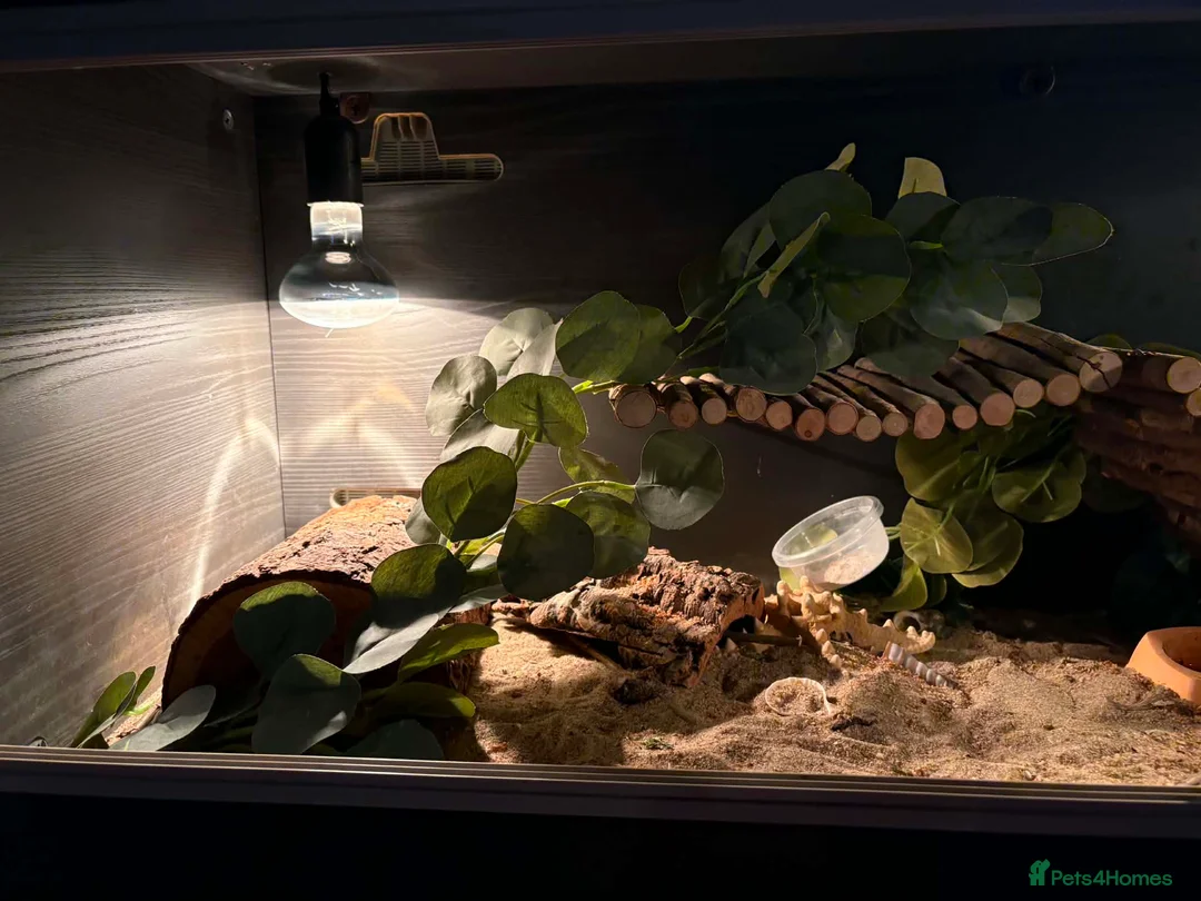Bearded Dragon reptiles for sale: Bearded dragon full set up in Swadlincote - Advert 2