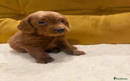 Cockapoo dogs for sale: cockapoos  - Advert 5