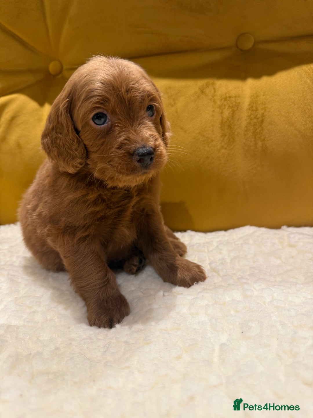 Cockapoo dogs for sale: cockapoos  - Advert 5