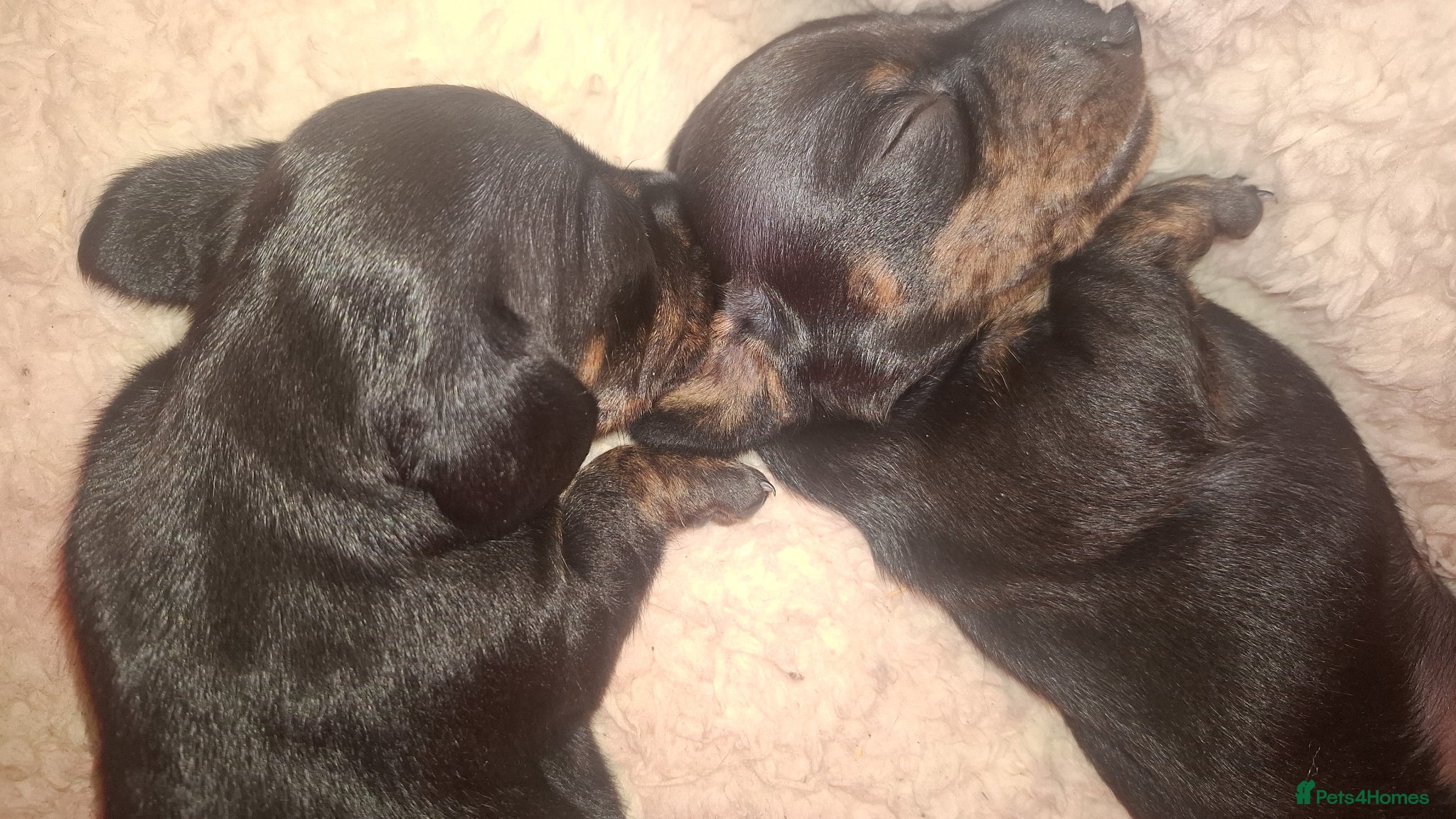 Miniature Dachshund dogs KC Mini Dachshund Puppies - Stunning - Advert 6