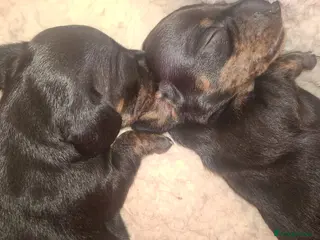 Miniature Dachshund dogs KC Mini Dachshund Puppies - Stunning - Advert 6