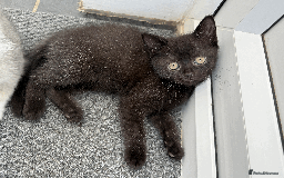 British Shorthair cats for sale: 4 british short Haired kittens for sale  - Image 9