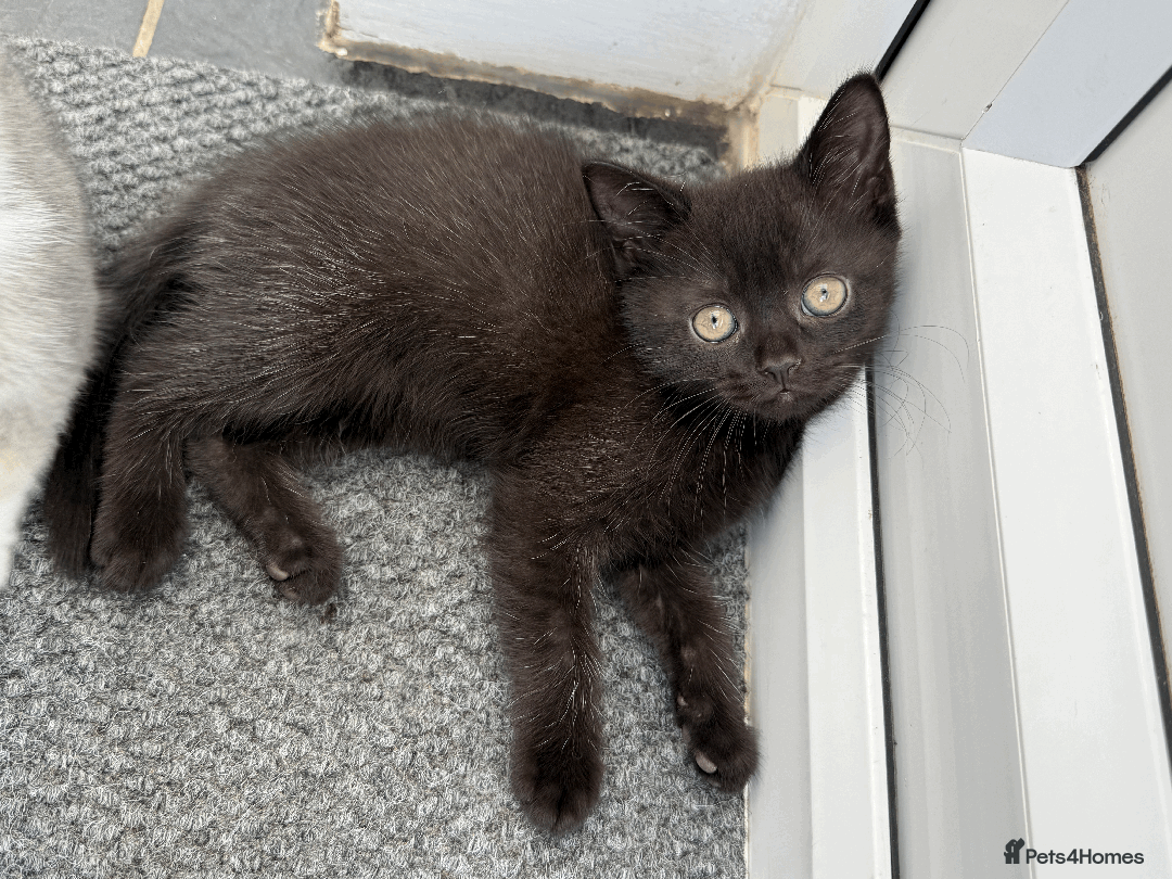 British Shorthair cats for sale: 4 british short Haired kittens for sale  - Image 9