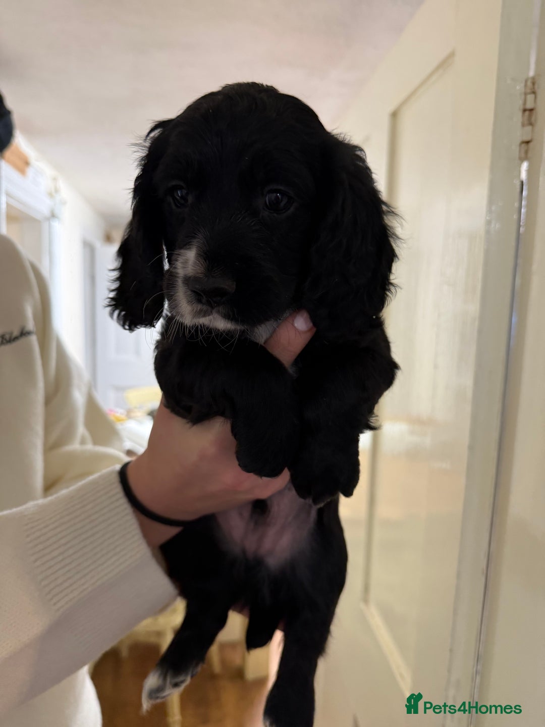 Cocker Spaniel dogs for sale: Working Cocker Spaniels - Advert 4