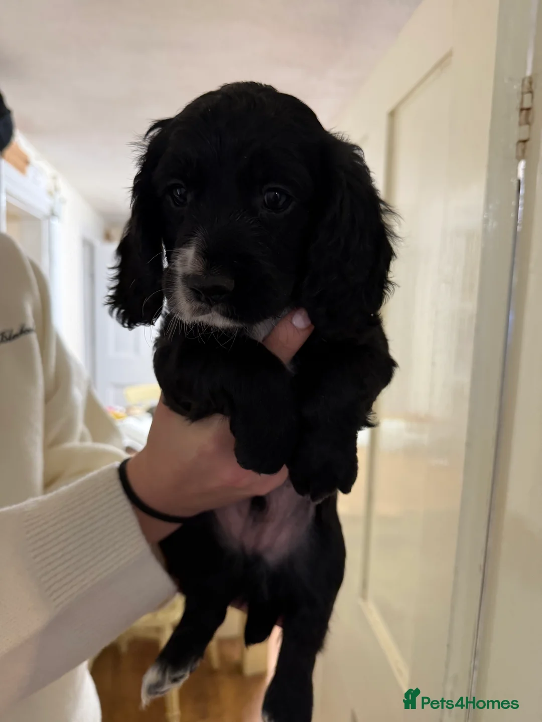 Cocker Spaniel dogs for sale: Working Cocker Spaniels - Advert 4