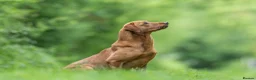 Labrador Retriever dogs for stud: FOX RED LABRADOR  AVAILABLE AT STUD in Newark - Advert 6