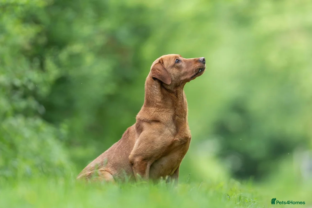 Labrador Retriever dogs for stud: FOX RED LABRADOR  AVAILABLE AT STUD in Newark - Advert 6