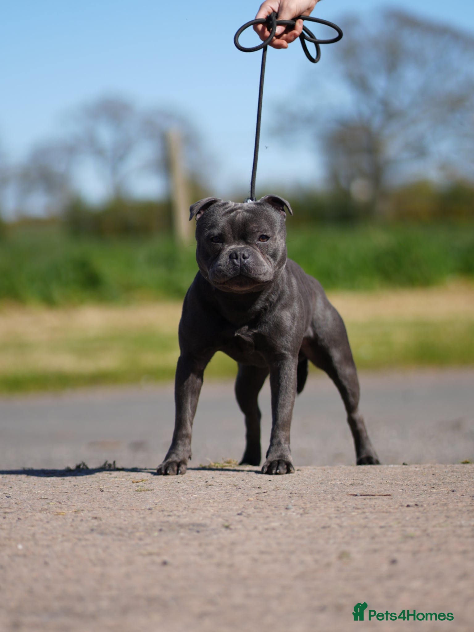 Staffordshire Bull Terrier dogs Blue staffy stud health tested  - Advert 1