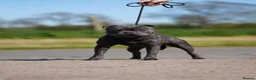 Staffordshire Bull Terrier dogs for stud: Blue staffy stud health tested  in Annan - Advert 1