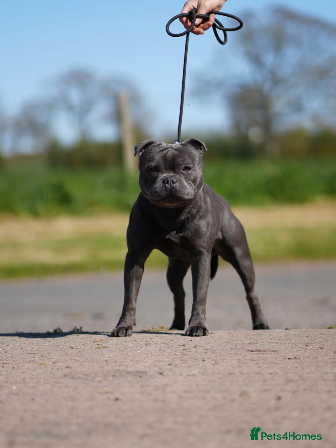 Staffordshire Bull Terrier dogs for stud: Blue staffy stud health tested  in Annan - Advert 1