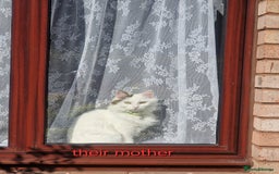 Mixed Breed cats for sale: Rare Ragdoll × Norwegian Forest kittens - Image 24