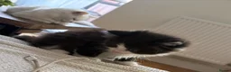 Mixed Breed cats for sale: Ragdoll X 2 longhair Blk and white ready now  - Advert 4