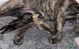 Frug dogs for sale: Two Beautiful F1 Frugs  - Image 5