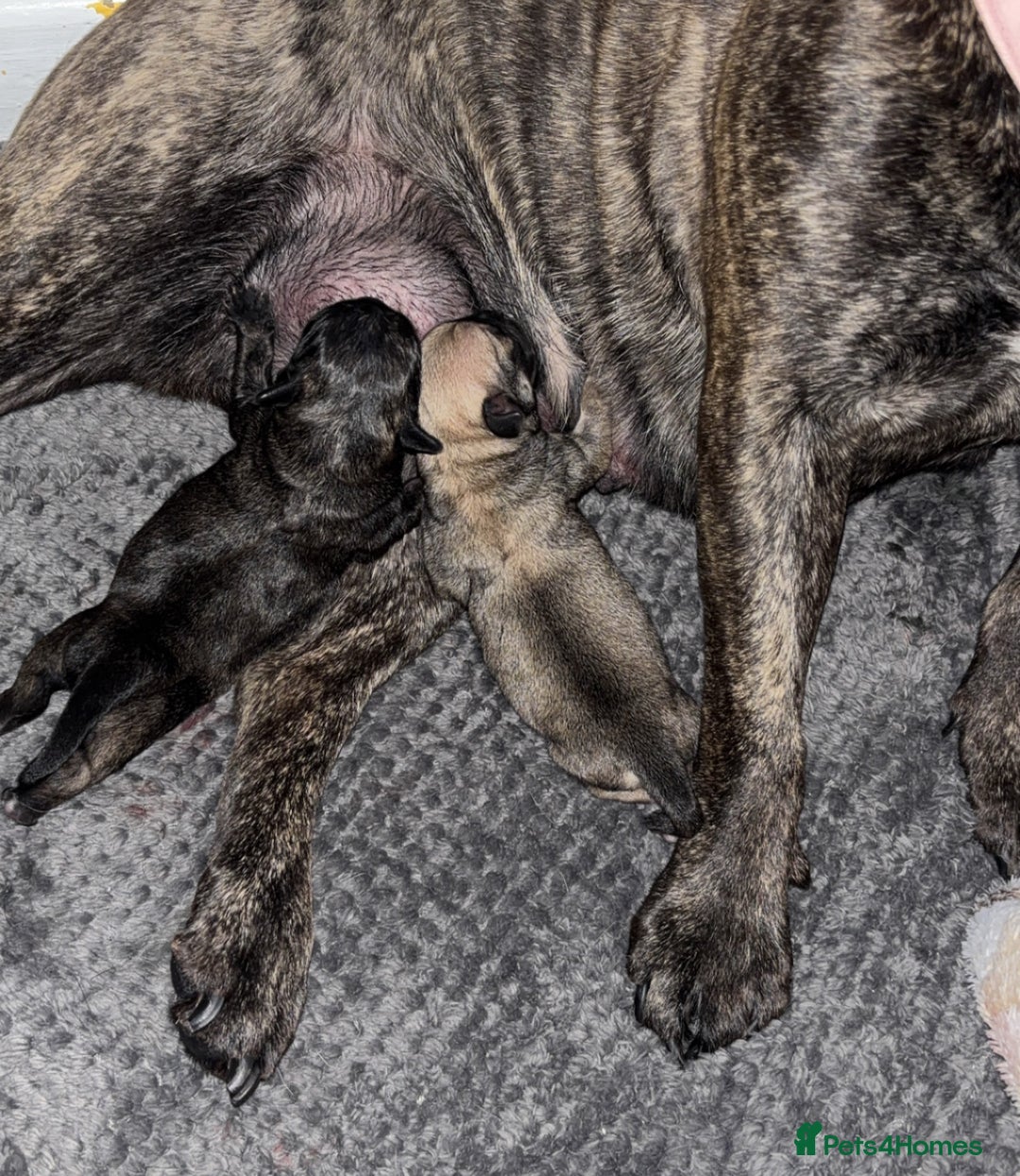 Frug dogs for sale: Two Beautiful F1 Frugs  - Image 5
