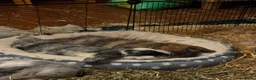 Dwarf Lop rabbits for sale: 3 Bonded Male Rabbits Need a Good Home - Advert 3