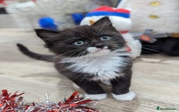 Ragdoll cats for sale: Ragdoll kittens - Advert 24