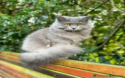 British Shorthair cats for sale: PURE BSH KITTENS READY NOW! - Image 32