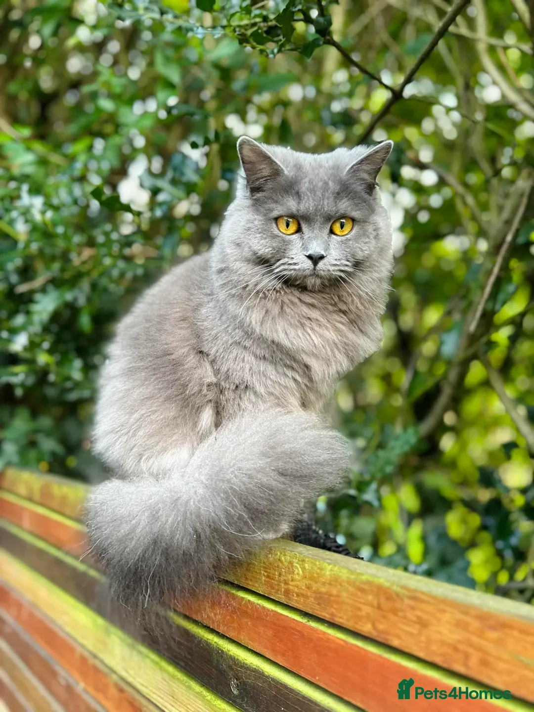 British Shorthair cats for sale: PURE BSH KITTENS READY NOW! - Image 32