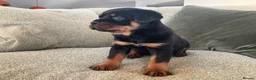 Rottweiler dogs for sale: 🏆 🦍 Elite Level Rottweiler Pups 🦍🏆 - Advert 18