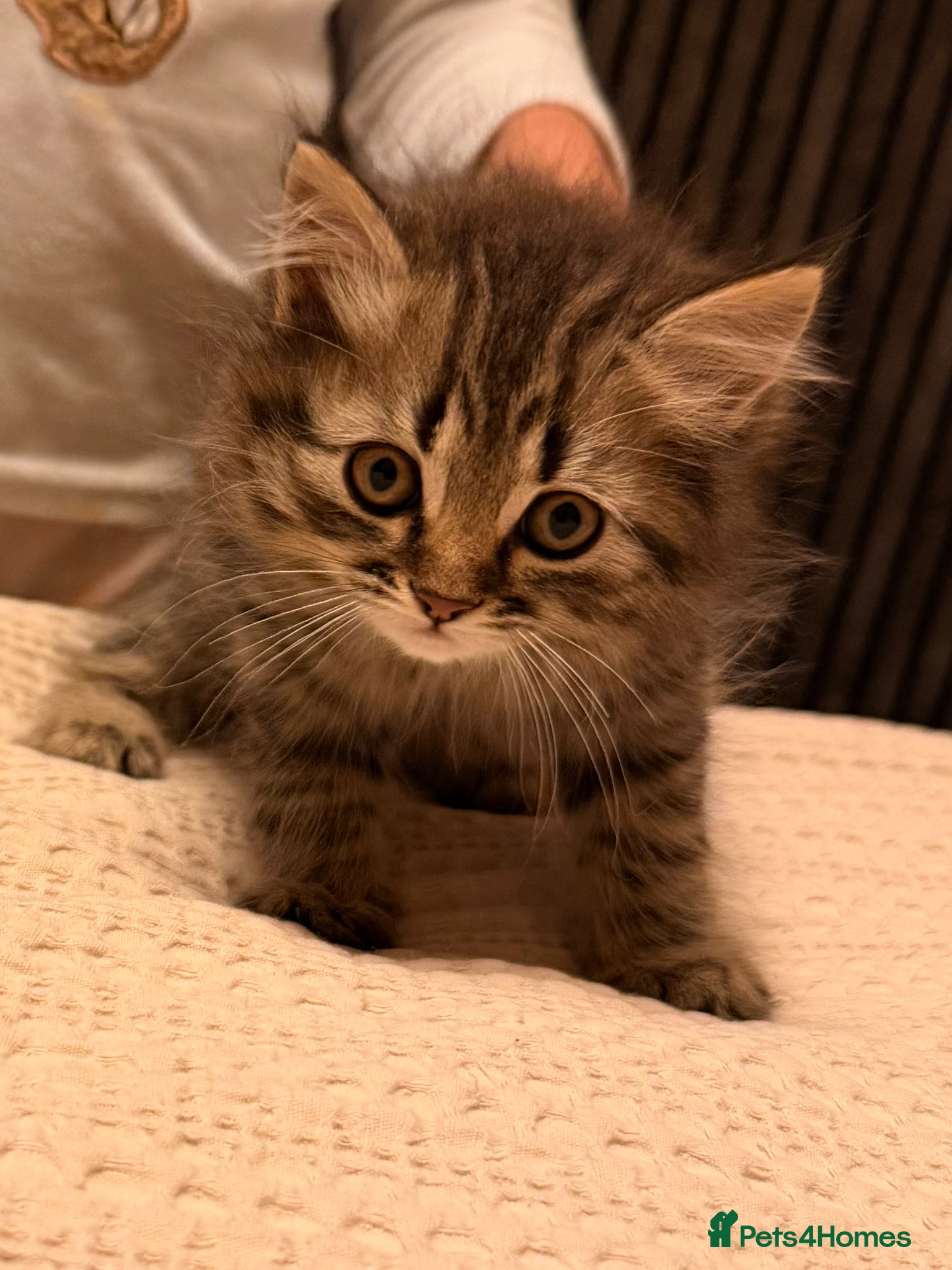 Persian cats READY TO LEAVE- 2 LEFT Persian Kittens - Advert 3