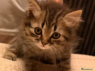 Persian cats READY TO LEAVE- 2 LEFT Persian Kittens - Advert 3