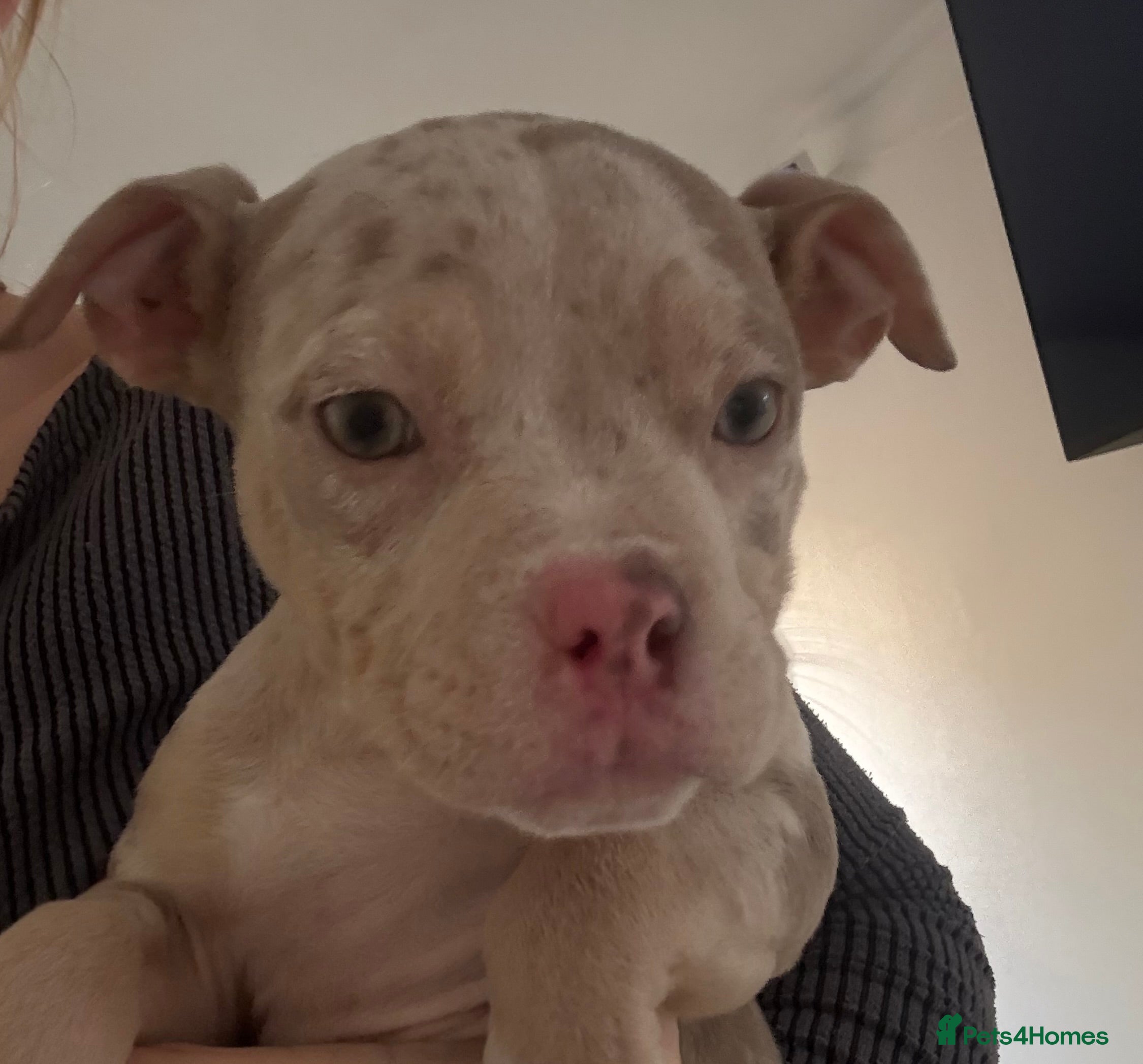 American Bully dogs Pocket bully puppies - last female left - Advert 10